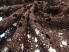 Gipiura bawełniana czekoladowy brąz kwiaty