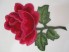 Róża premium malinowo czerwona haft