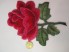Róża premium malinowo czerwona haft
