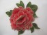Róża premium warstwowa odcienie różu
