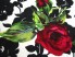 Żakard matelasse róże karminowe firmowy KUPON